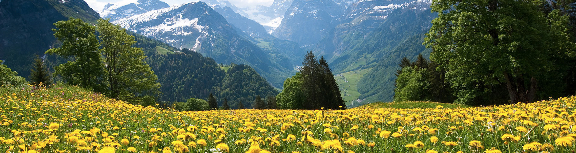 allergies saisonnières