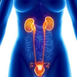 cystite Cause infections urinaires