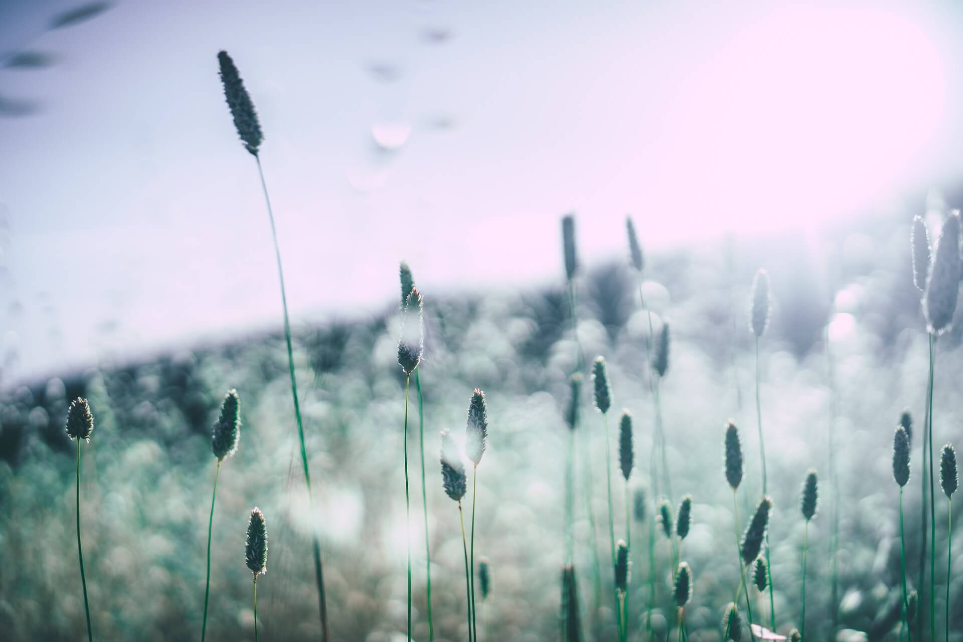 zanatura-blog-allergie-1