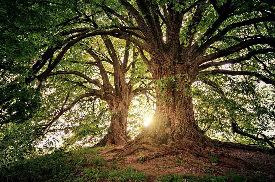 Raies de lumière filtrant aux travers d'arbres.