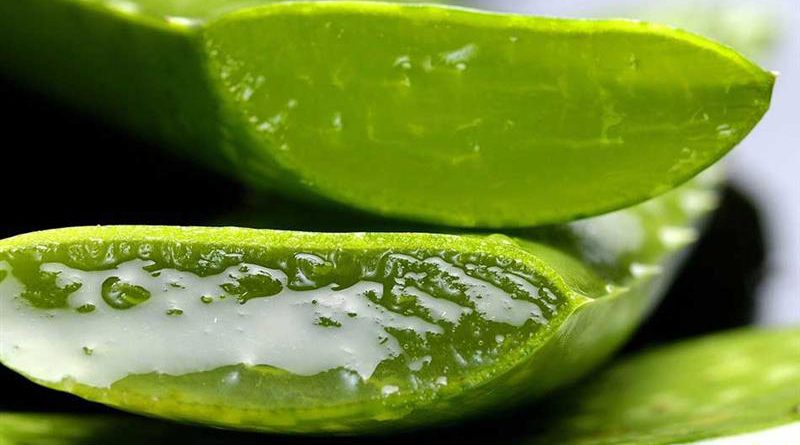 Gros plan sur gel d'Aloe vera